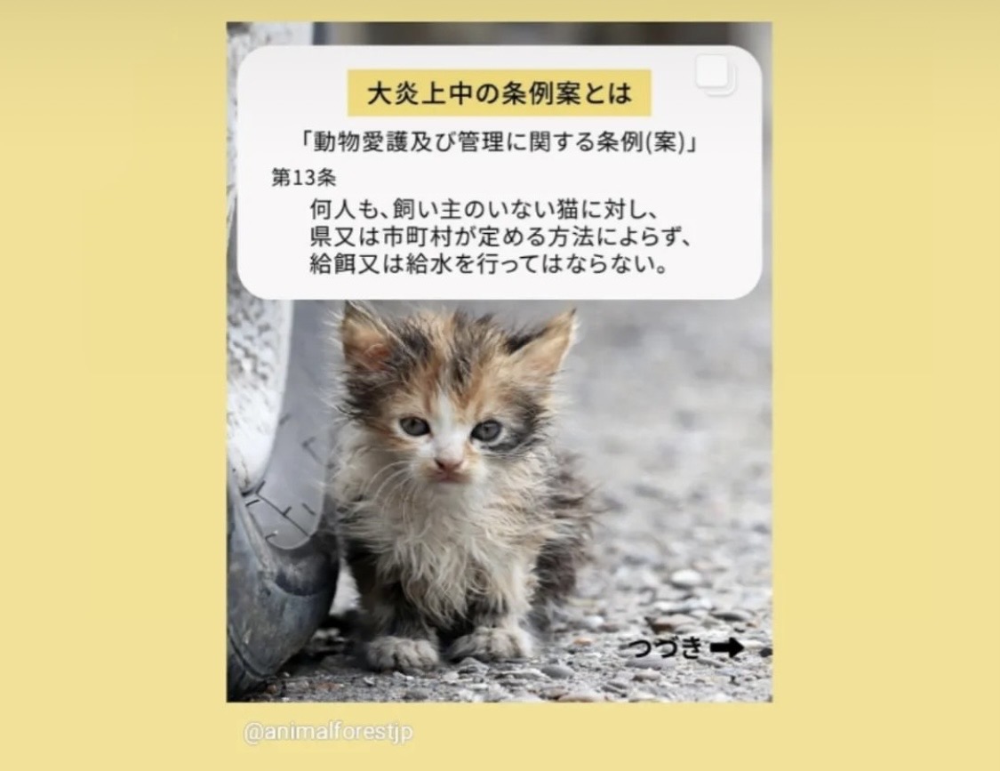 沖縄県の餌やり禁止？条例