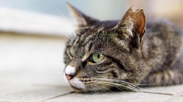 耳をV字カットした不妊去勢手術済みの地域猫