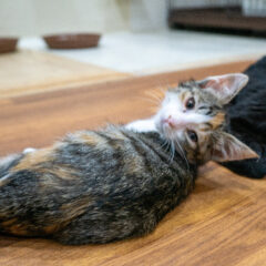 保護猫が隠れてしまって姿を見せてくれない時の対処法