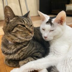 猫を病院に連れて行く判断。眠いだけ？しんどいの？