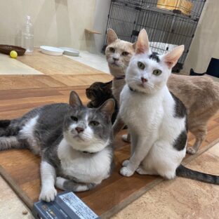 ゴメと腎臓病と看取り方