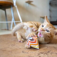 保護猫がゴロゴロ言わなくなったら心配？原因は？