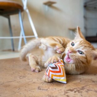 保護猫がゴロゴロ言わなくなったら心配?原因は?