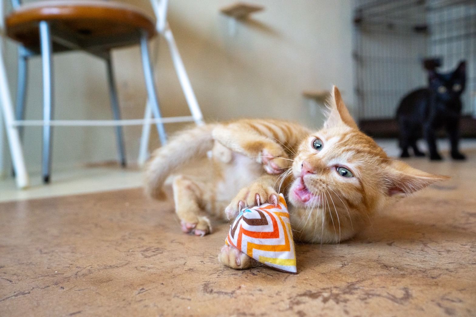 保護猫がゴロゴロ言わないのはなぜ?