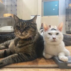 猫の看取りで後悔しないために。飼い主の心の準備を。