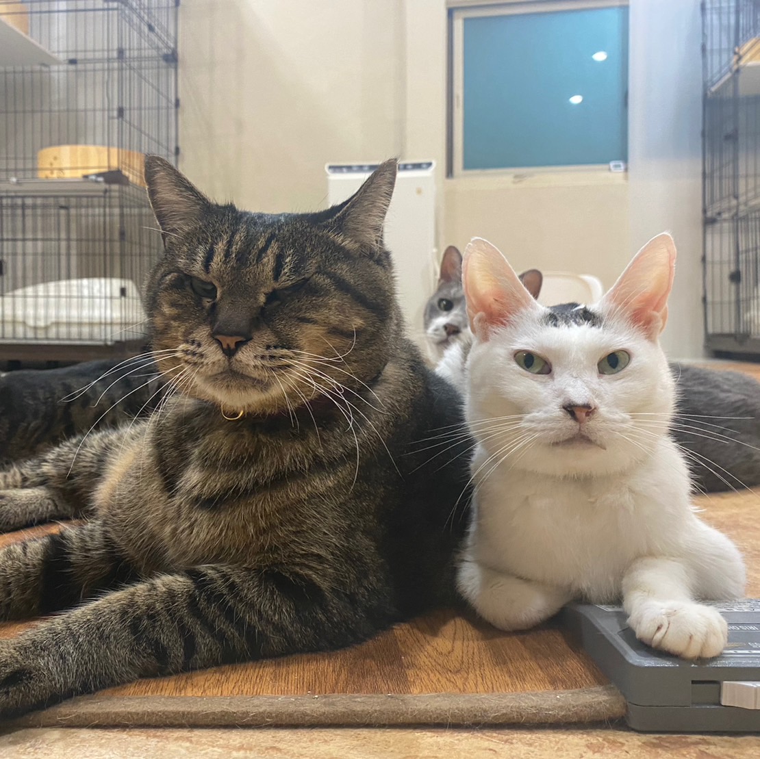 猫の看取りで後悔しないために準備すること