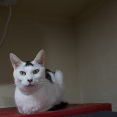 猫から学ぶ生き方、死に方