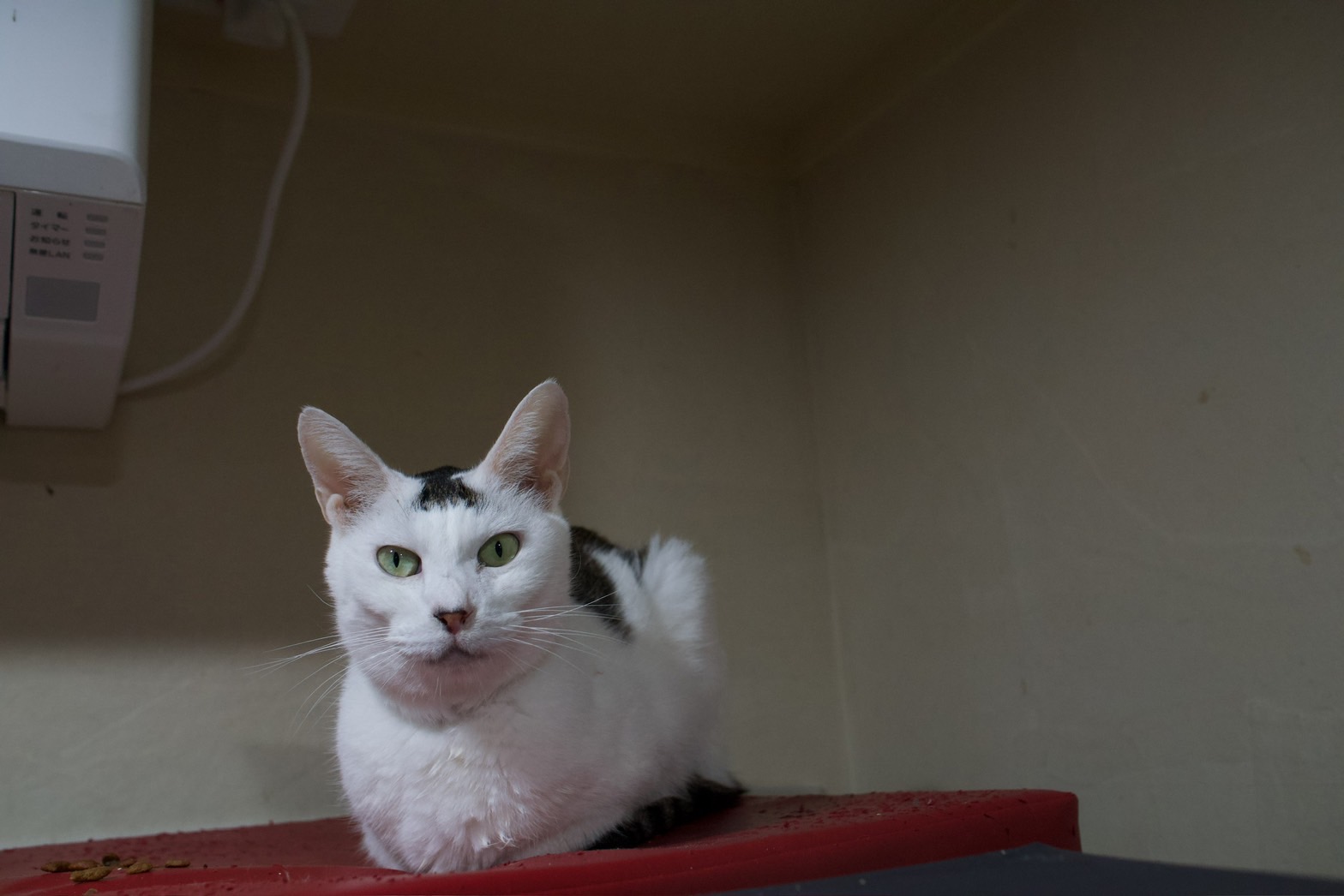 猫から学ぶ生き方、死に方