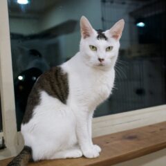 なぜあの人は嫌なやつなのか