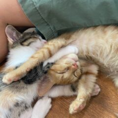 保護した猫がずっと寝ているのは病気かも。危険な状態かの見極め方