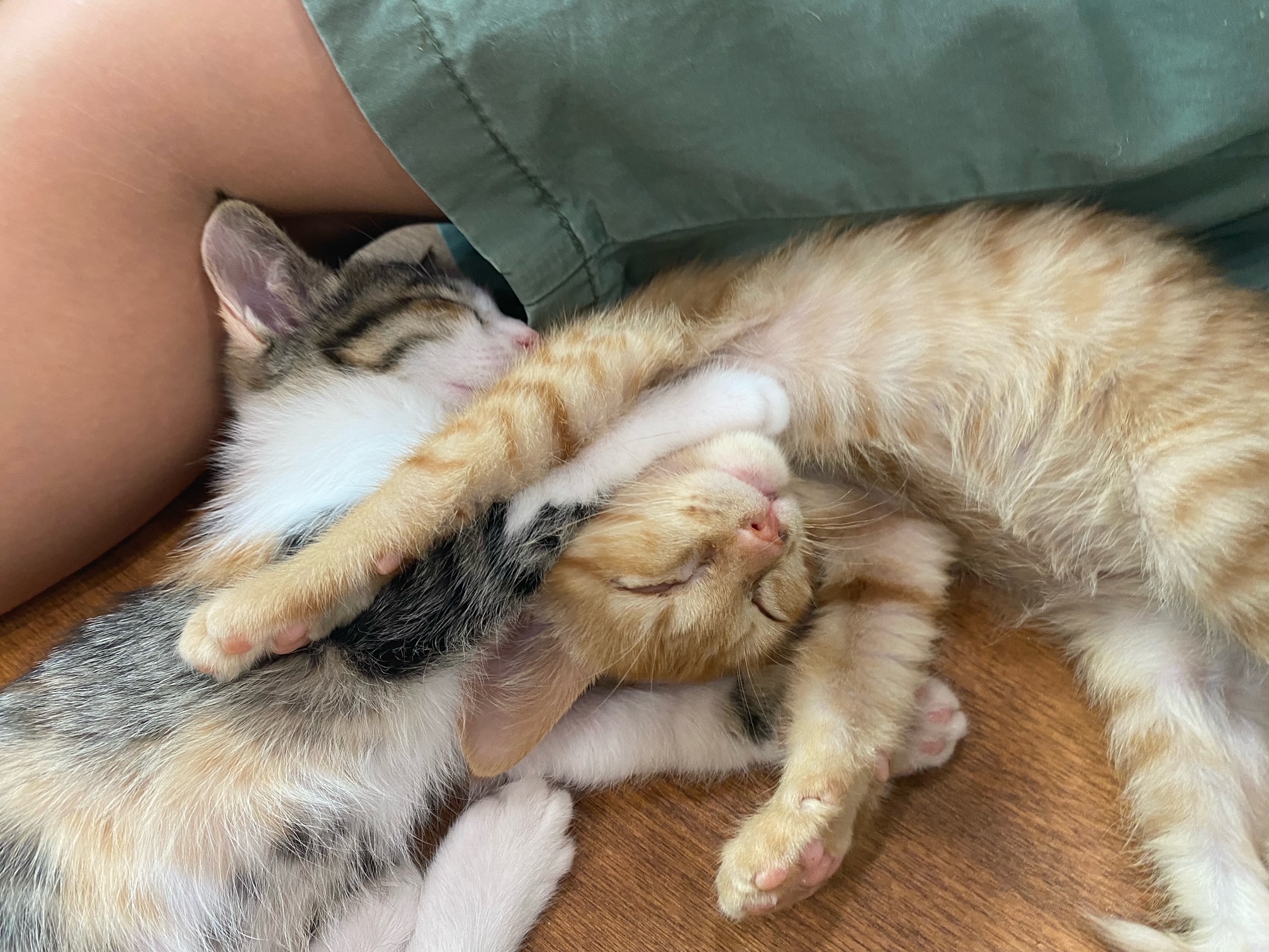 保護猫がずっと寝てる