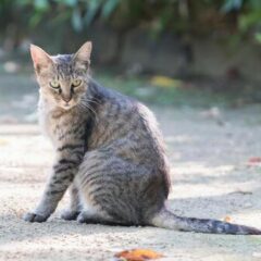 野良猫が人懐っこいので保護したほうがいいのか?しつけは大丈夫?