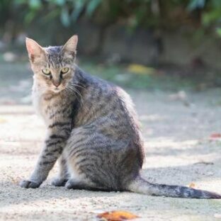 野良猫が人懐っこいので保護したほうがいいのか？しつけは大丈夫？