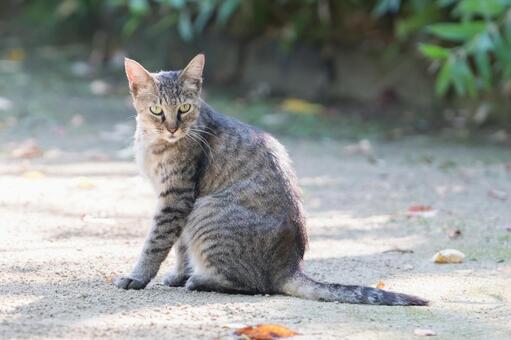 野良猫が人懐っこい