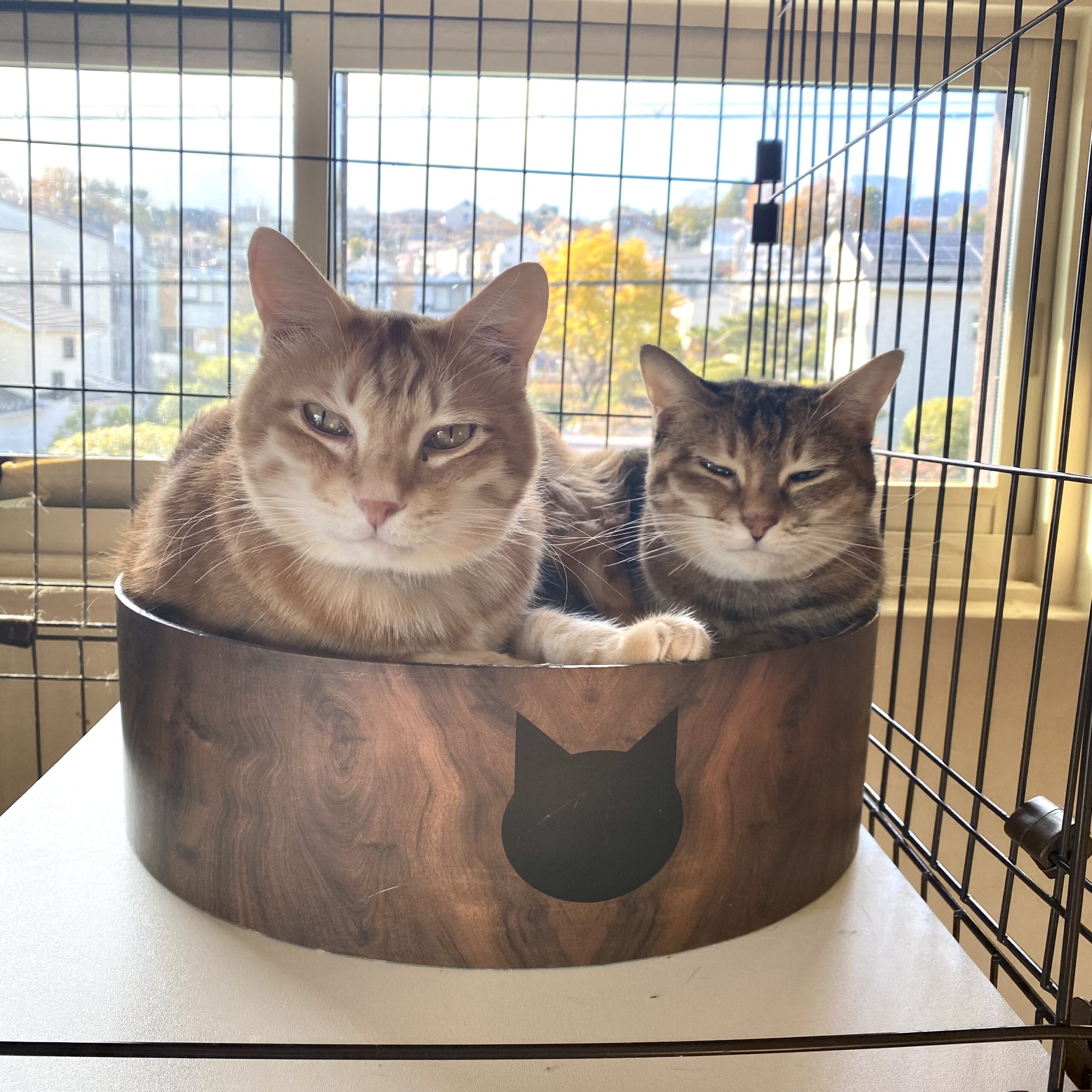 保護猫が抱っこできるまで