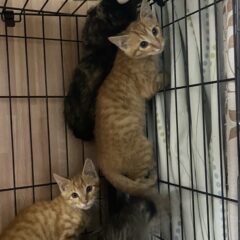 保護猫が全然懐かない場合の対処法。嫌われることしてないかチェックしましょう!