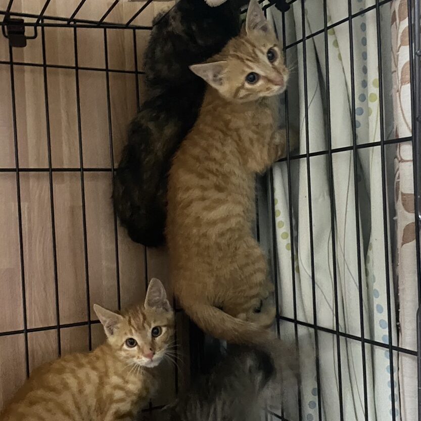 保護猫が全然懐かない場合の対処法