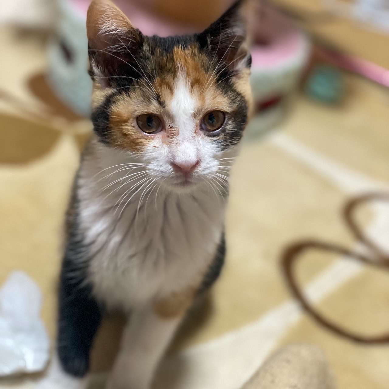 怪しい動物愛護団体の見分け方３選