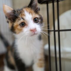 保護猫活動を持続可能な活動にするために私が取り組むこと