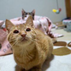 保護猫はどこにいる?一般的な迎え入れ方3選紹介