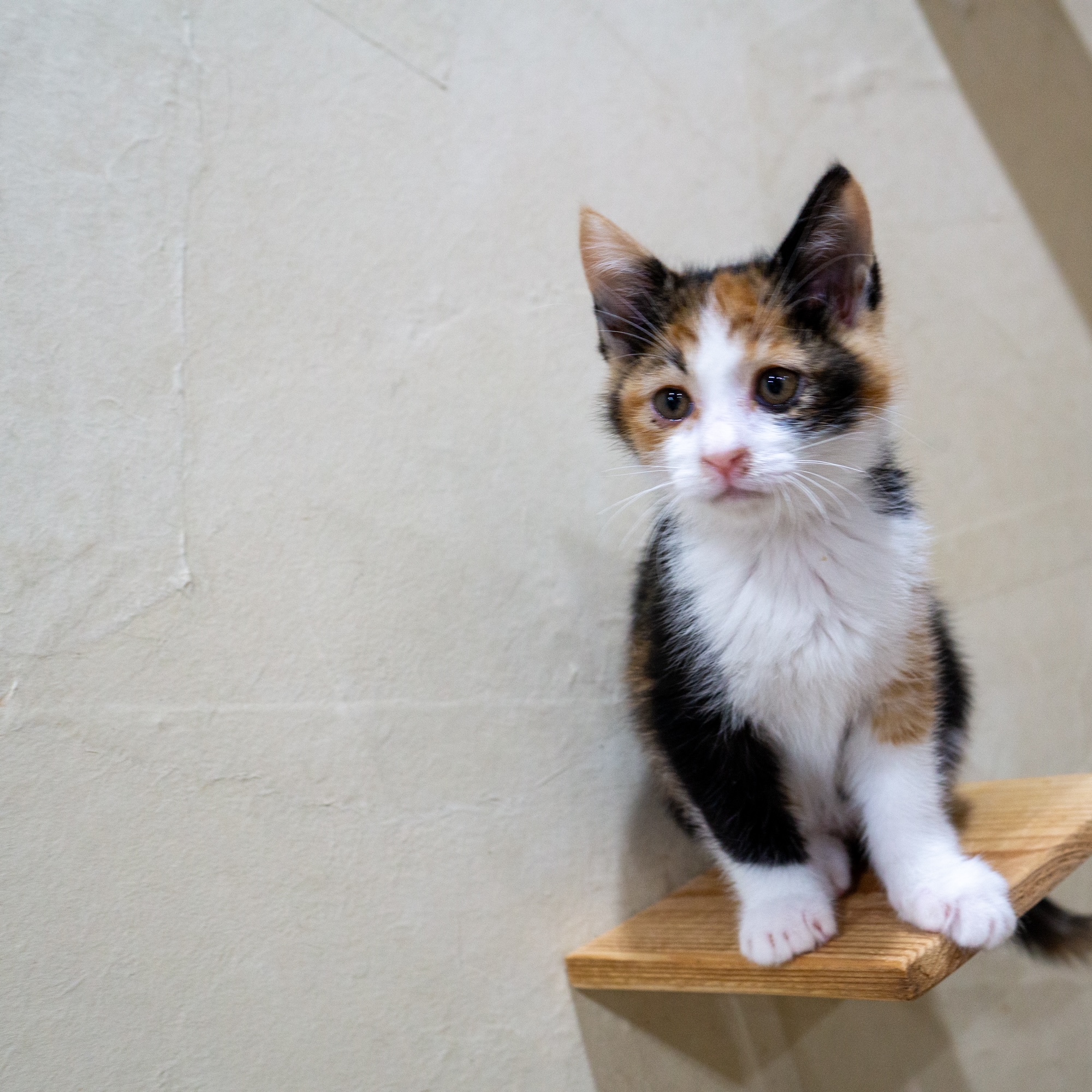 保護猫を病院につれていけない時の対処法