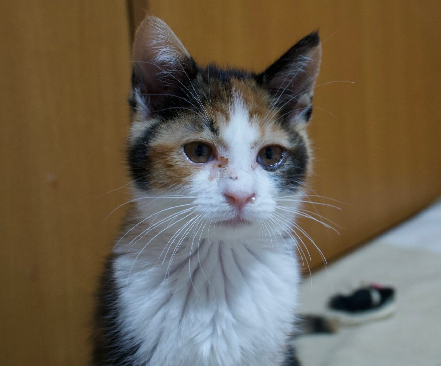 保護猫のためにできること