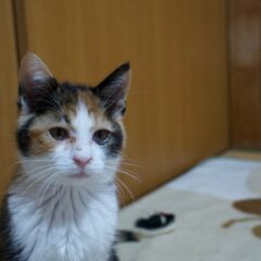 保護猫のためにできること完全ガイド - 誰でも参加できる支援方法