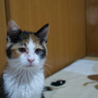 保護猫のためにできること完全ガイド – 誰でも参加できる支援方法