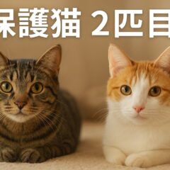  保護猫の2匹目を迎える前に知っておきたい完全ガイド