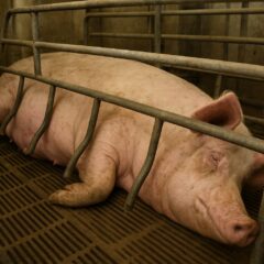 豚の妊娠ストールはかわいそう?問題点と動物福祉の現状を徹底解説