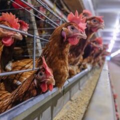 鶏のバタリーケージ飼育はかわいそう?現状と私たちにできること