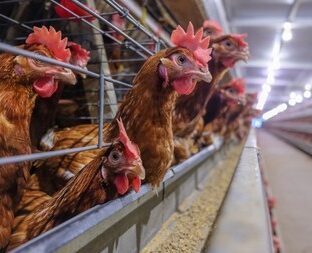 鶏のバタリーケージ飼育はかわいそう?現状と私たちにできること