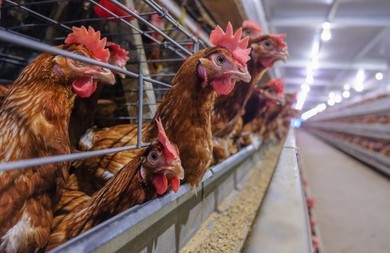 鶏　バタリーケージ　かわいそう