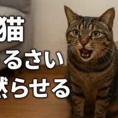 愛猫の鳴き声がうるさい?黙らせるには原因の解明から!