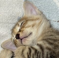 人懐こい保護猫の探し方と迎え入れるときのポイント