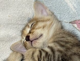 人懐こい保護猫の探し方と迎え入れるときのポイント