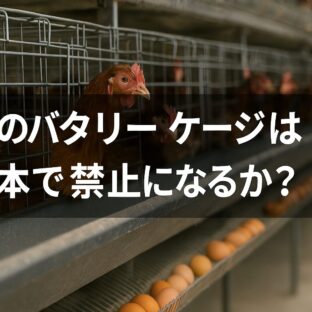 鶏のバタリーケージは日本で禁止になるか?アニマルウェルフェアの現状と今後の展望