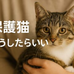 保護猫を見つけたらどうしたらいい?迷子猫・野良猫への正しい対処法完全ガイド