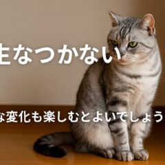一生なつかない猫とどう付き合う？諦めずに築ける関係のヒント