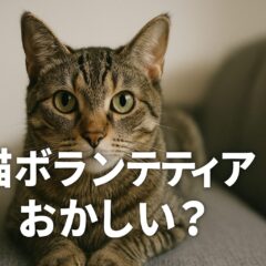猫ボランティアはおかしい?活動の実態とクラウドファンディング詐欺のリスク