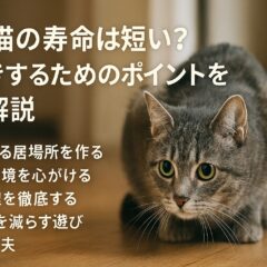 臆病な猫の寿命は短い？性格と健康の関係を獣医師が解説