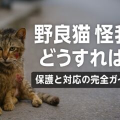 野良猫が怪我をしている時の正しい対処法|緊急時から長期ケアまで完全ガイド