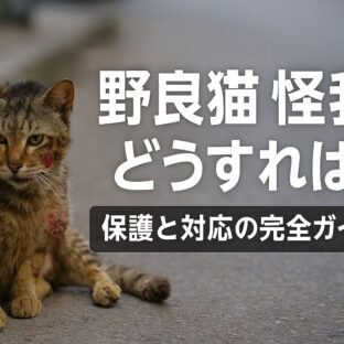 野良猫が怪我をしている時の正しい対処法｜緊急時から長期ケアまで完全ガイド