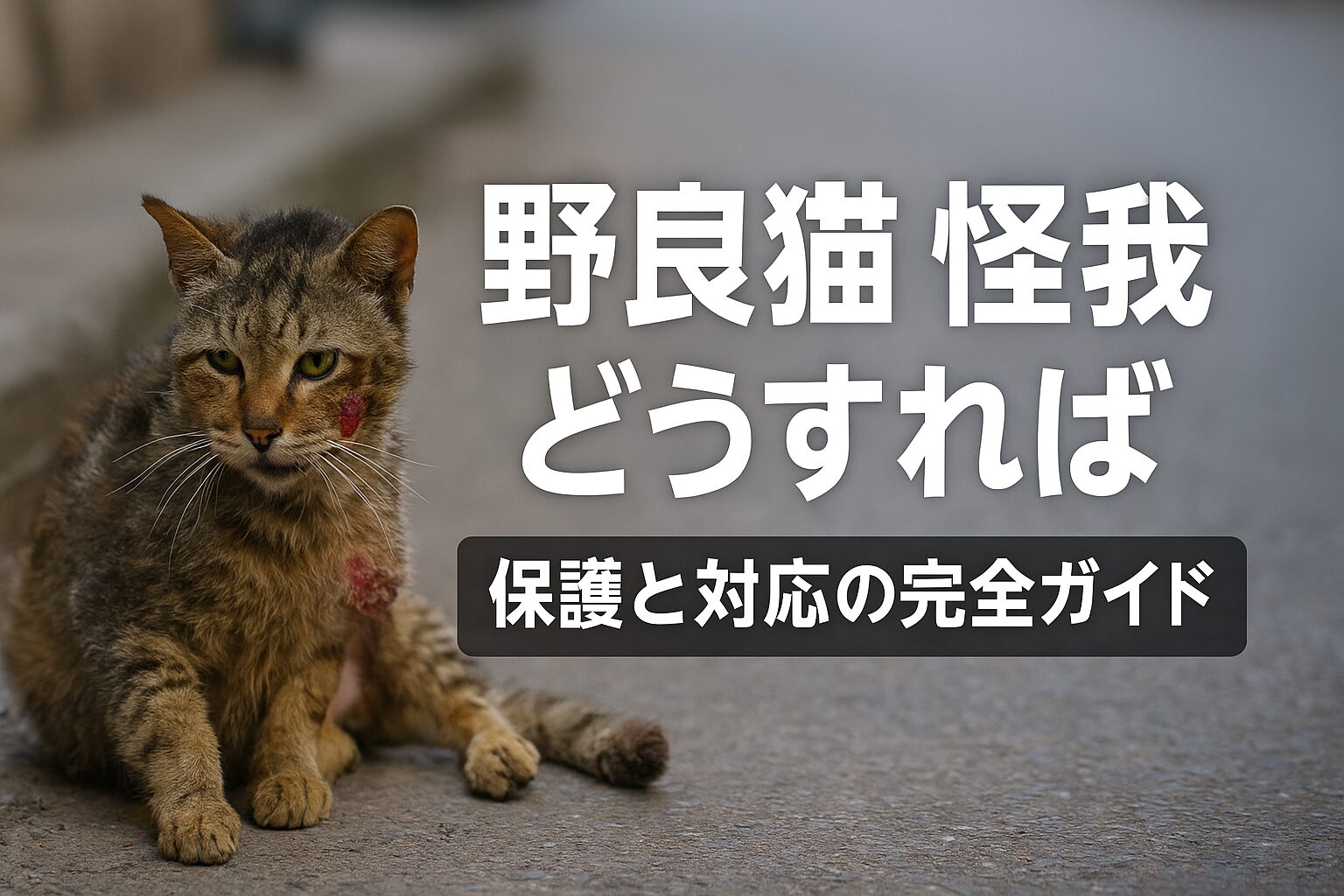 野良猫 怪我 どうすれば