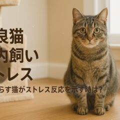 野良猫を室内飼いにする時のストレス対策完全ガイド｜愛猫の心を理解して快適な生活を