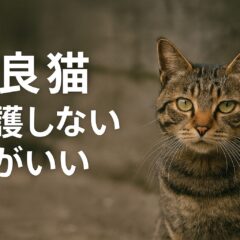 野良猫を保護しない方がいい?慎重に考えるべき理由と適切な判断基準