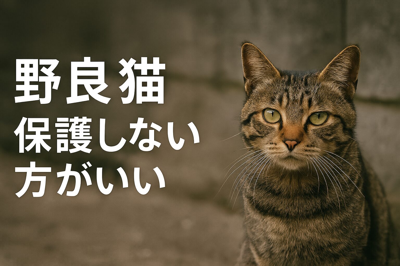 野良猫　保護しない方がいい