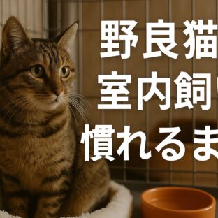 野良猫を室内飼いに慣れさせる完全ガイド：愛情と根気で築く信頼関係