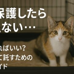 猫を保護したけれど飼えない時の完全ガイド:責任ある対応方法とサポート体制