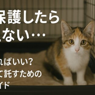 猫を保護したけれど飼えない時の完全ガイド：責任ある対応方法とサポート体制